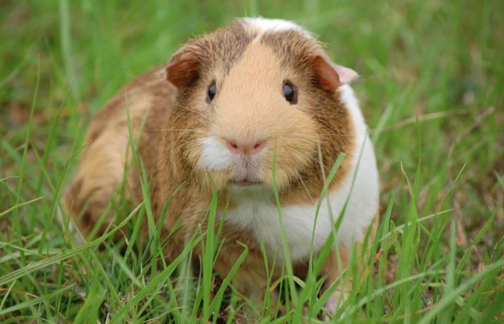 Veggies Guinea Pigs Can Eat
